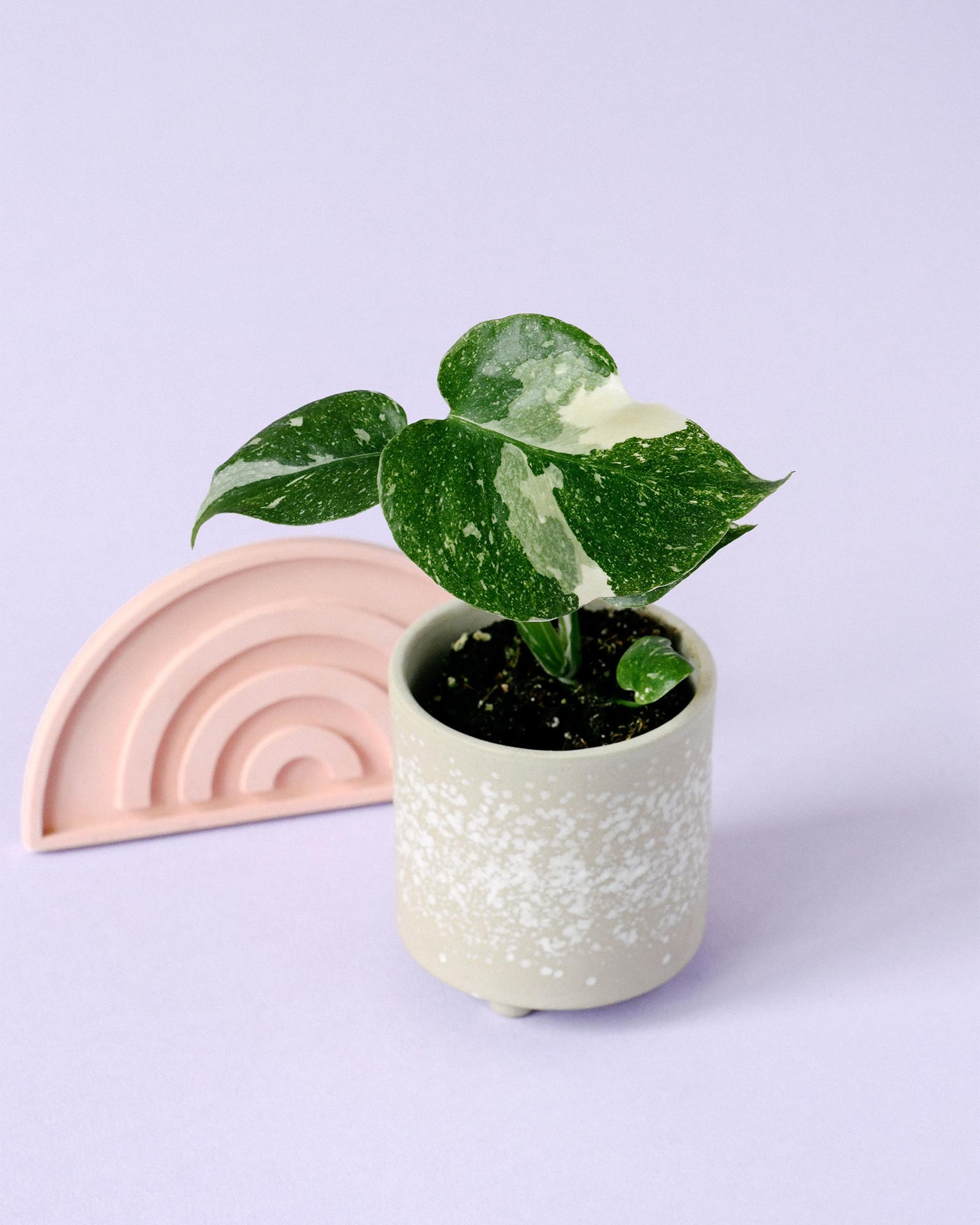 Monstera thai constellation baby plant potted plant in a textured white pot on a light purple background with a pink rainbow-shaped object.