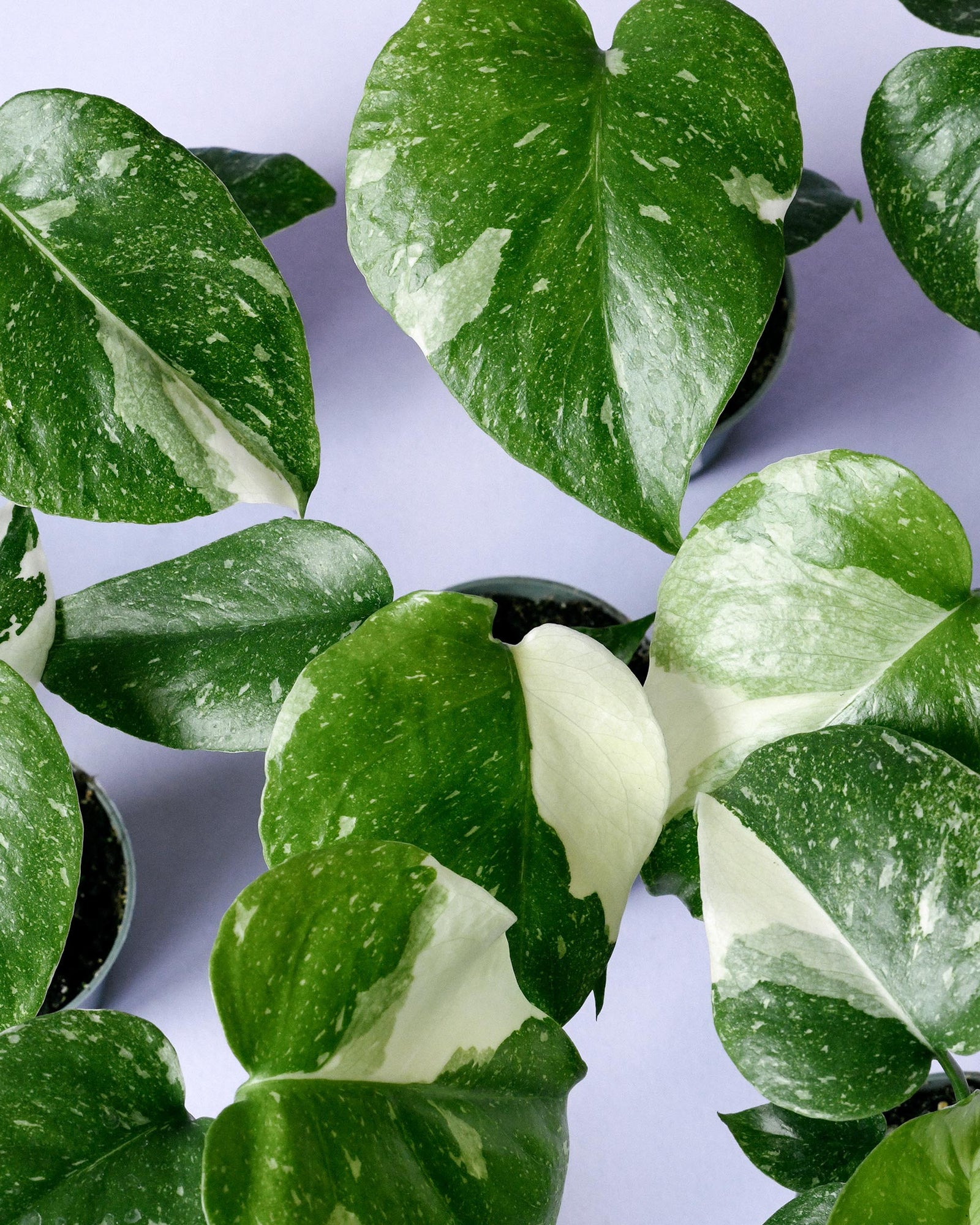 Close-up of green and white monstera thai constellation leaves with white spots on a light purple background