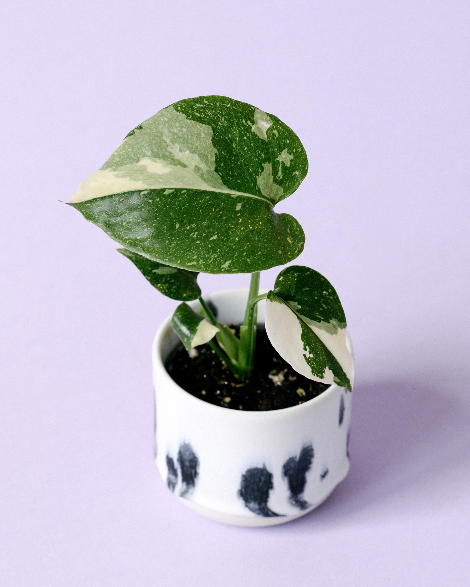 Potted monstera delciosa thai constellation with heart-shaped leaves on a light purple background