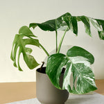 variegated monstera