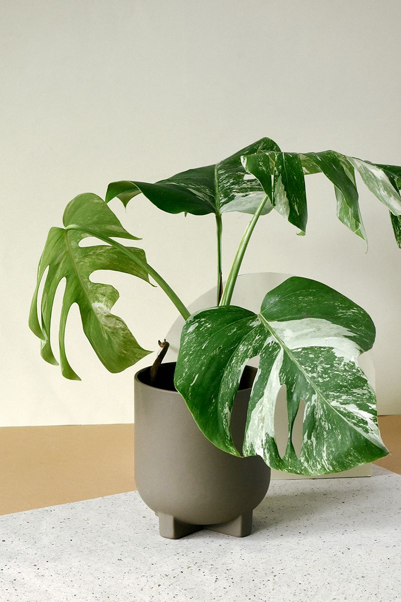 variegated monstera