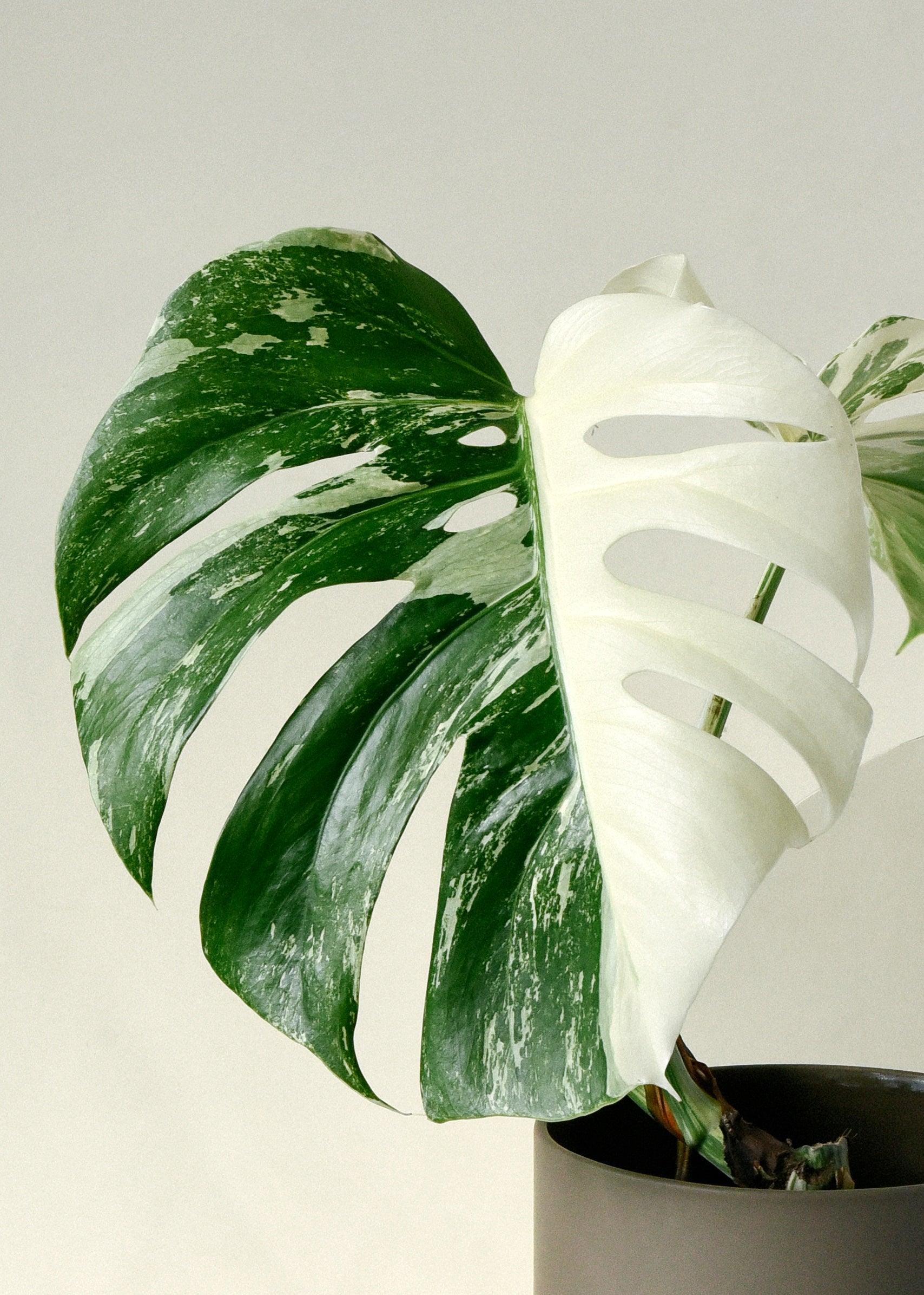 Mini Clay Plants|Monstera Albo, Variegated Monstera|Fake high quality Plants