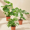 Large monstera deliciosa, monstera variegata and monstera adansonii together nursery pots with a warm neutral backround