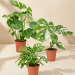 Large monstera deliciosa, monstera variegata and monstera adansonii together nursery pots with a warm neutral backround