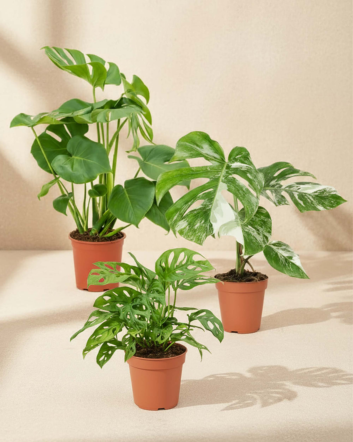 Large monstera deliciosa, monstera variegata and monstera adansonii together nursery pots with a warm neutral backround