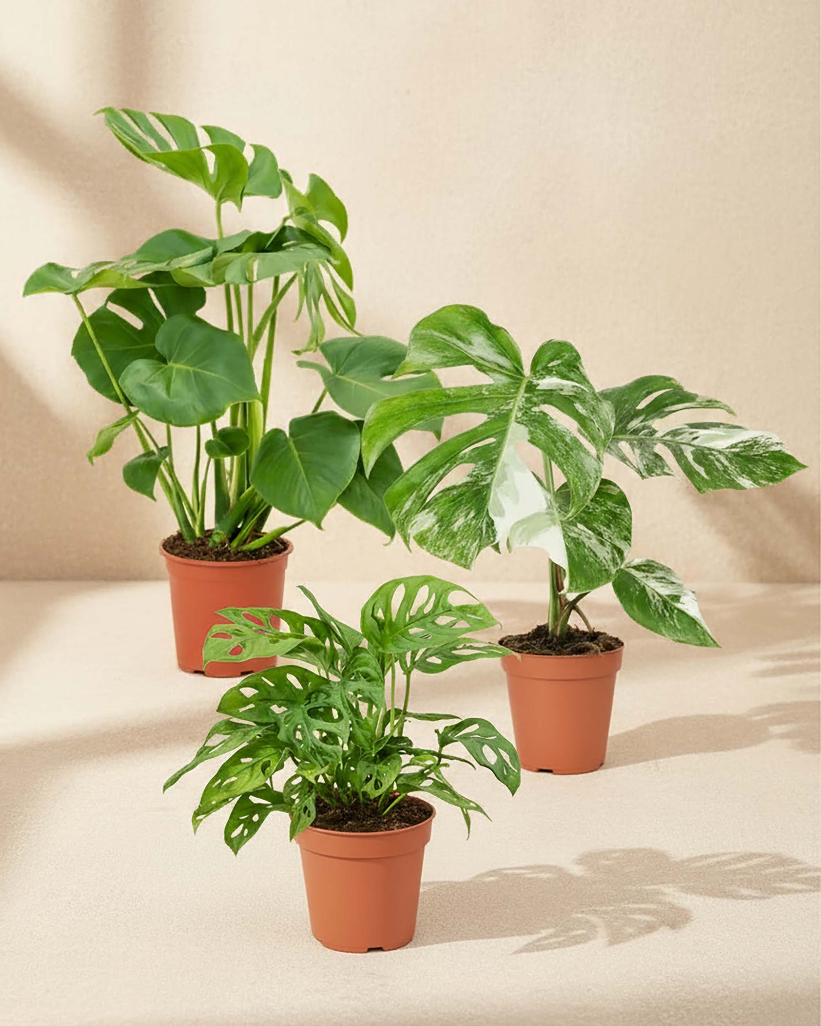 Large monstera deliciosa, monstera variegata and monstera adansonii together nursery pots with a warm neutral backround