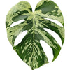 Large monstera deliciosa bulbasaur leaf with unique variegation on a light blue background