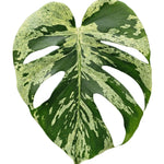 Large monstera deliciosa bulbasaur leaf with unique variegation on a light blue background