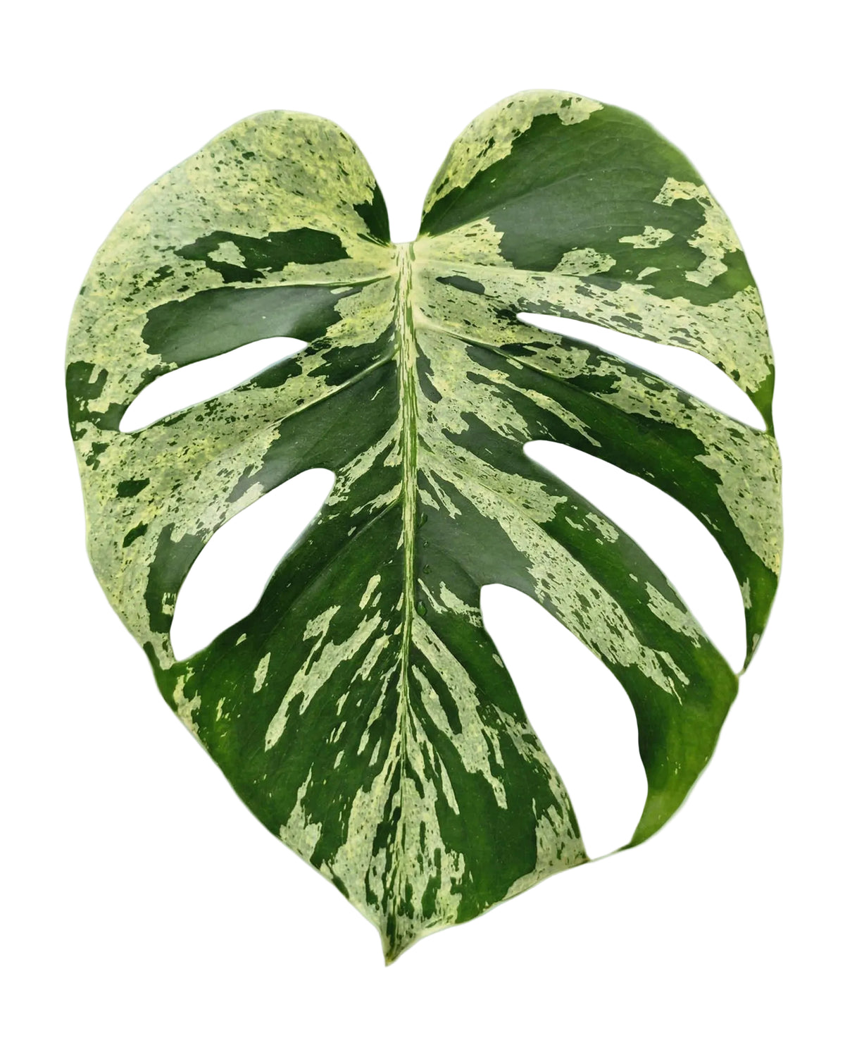 Large monstera deliciosa bulbasaur leaf with unique variegation on a light blue background