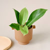 Philodendron 'Moonlight' baby  plant in a terracotta planter showing lime green leaves