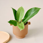 Philodendron 'Moonlight' baby  plant in a terracotta planter showing lime green leaves