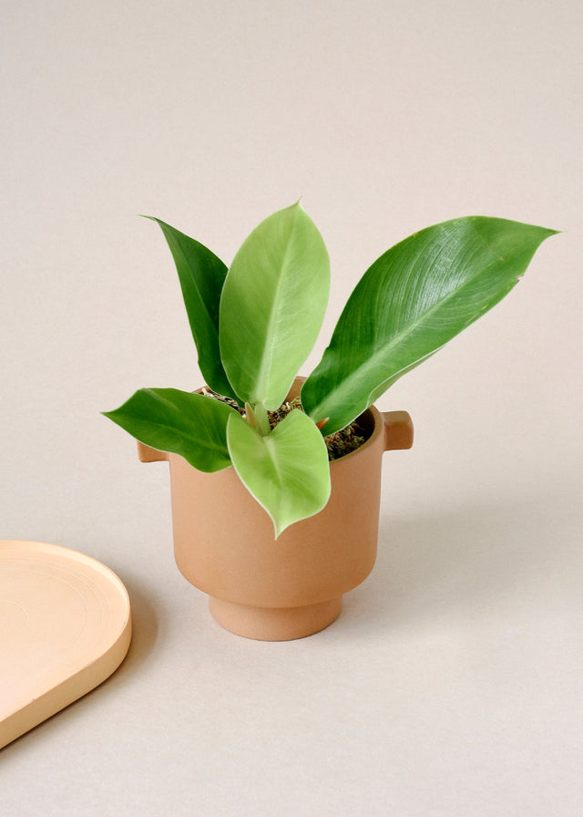 Philodendron 'Moonlight' baby  plant in a terracotta planter showing lime green leaves