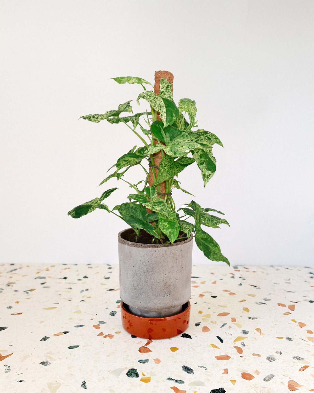 syngonium mottled mojito large moss pole