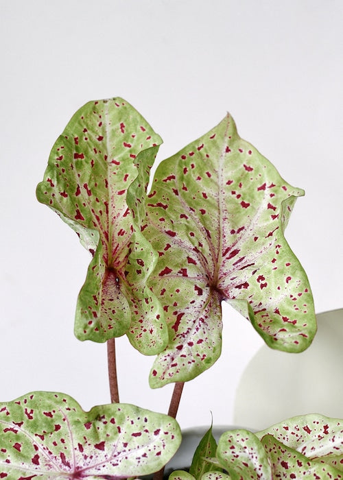 Close-up detail of Caladium 'Miss Muffet' leaves featuring unique chartreuse coloring and raspberry-red freckled patterns.