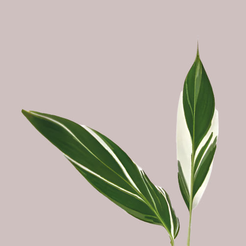 "Beautiful Musa Florida Variegata Medium. A perfect banana plant for your indoor collection."
