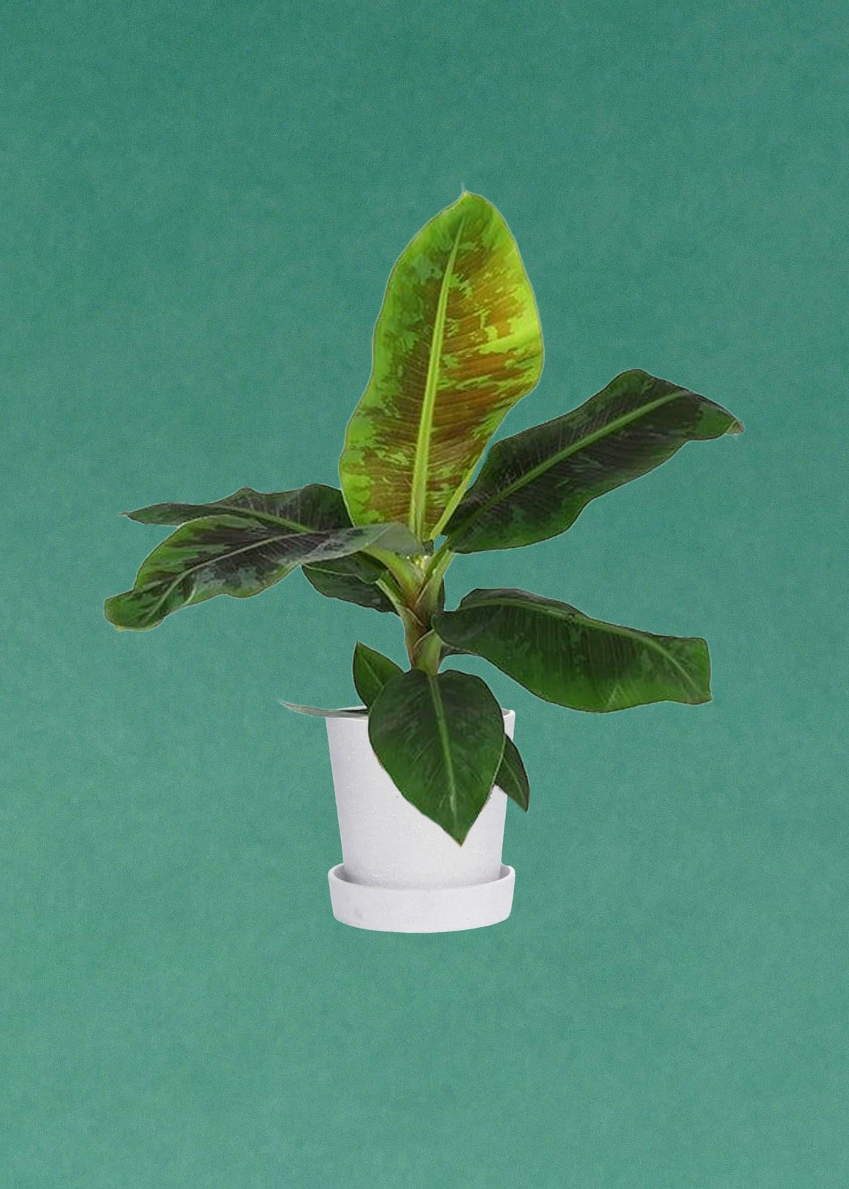 house plant with banana like leaves Musa 'Dwarf Cavendish' is a beautiful, tropical houseplant