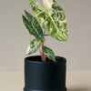 Alocasia 'Pink Dragon' Nairobi Nights Variegated – Medium, Approx. 35.0mm height – 12.0cm Pot Default Title 1