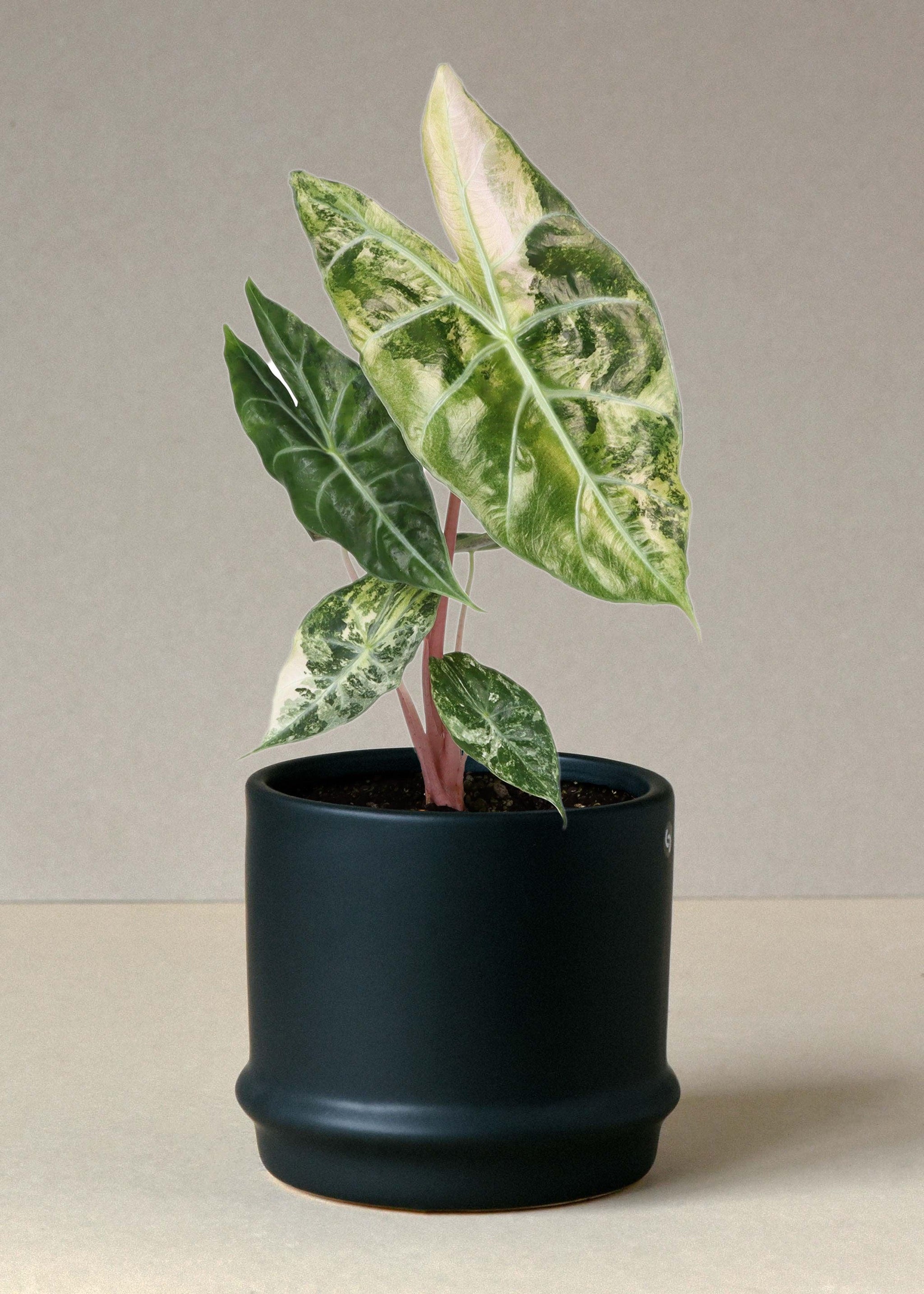 Alocasia 'Pink Dragon' Nairobi Nights Variegated – Medium, Approx. 35.0mm height – 12.0cm Pot Default Title 1