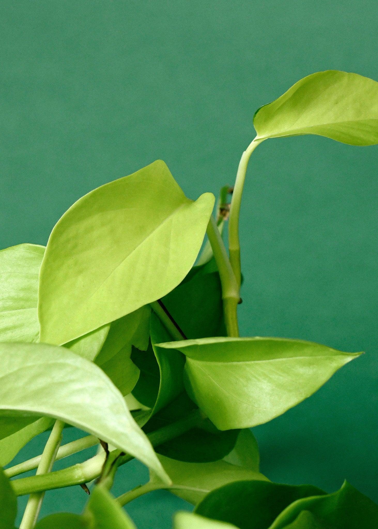 Healthy Epipremnum Aureum 'Neon Pothos' S – Small, Approx. 20.0cm height – 10.0cm Pot. A perfect epipremnum aureum 'neon pothos' s – small, approx. 20.0cm height – 10.0cm pot for your indoor houseplant collection.