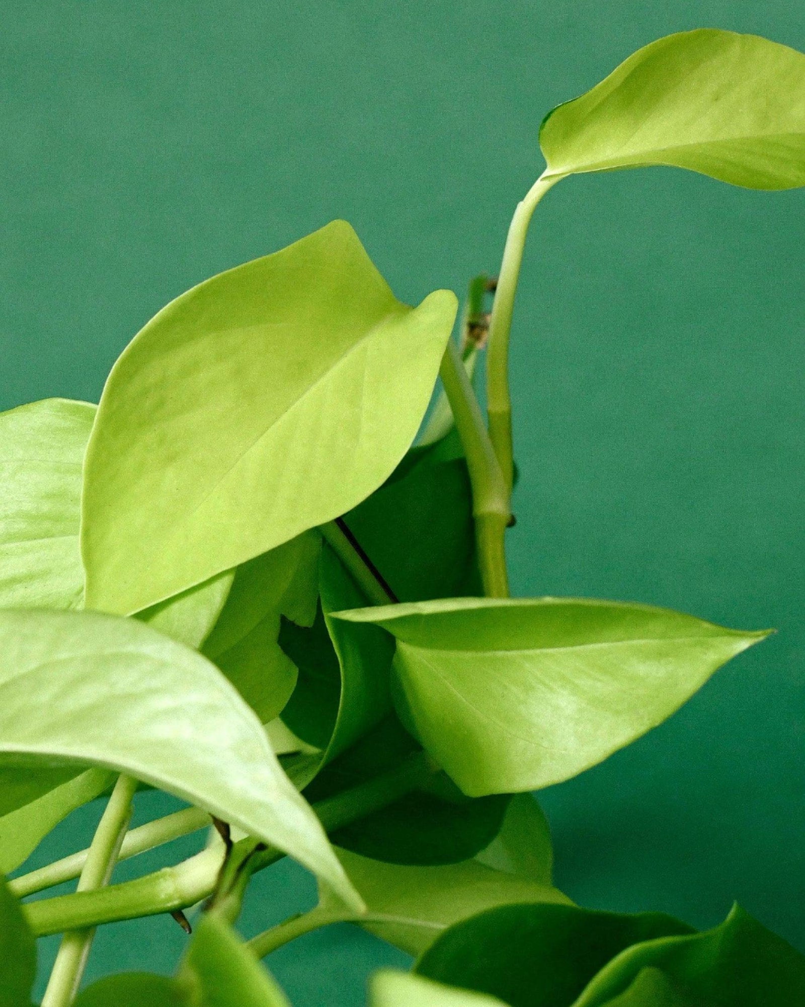 Detailed view of Neon Pothos leaves highlighting the vivid neon-green color and smooth, heart-shaped texture.