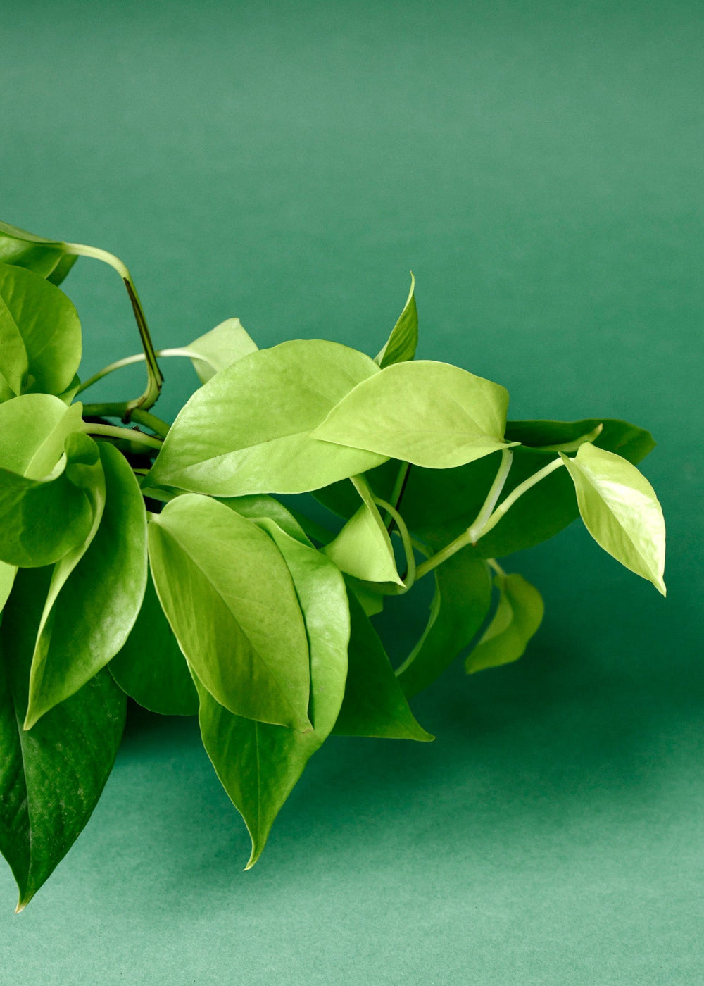Epipremnum Aureum 'Neon' (Pothos)