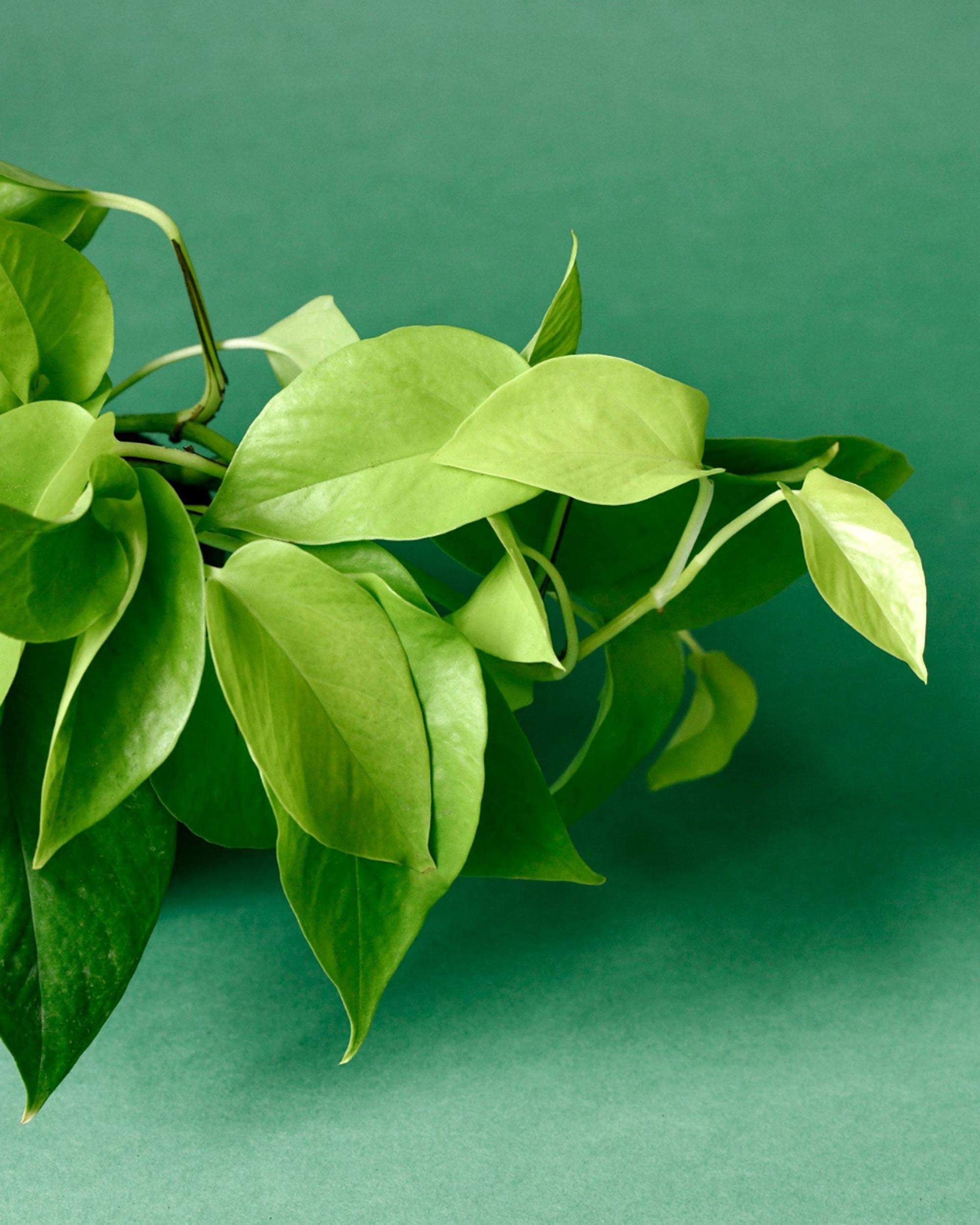 Close-up of Epipremnum ‘Neon’ vines showing lush, bright chartreuse foliage and healthy growth.