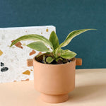 Anthurium vittariifolium 'Variegata' Baby