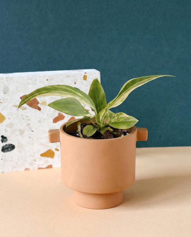 Anthurium vittariifolium 'Variegata' Baby