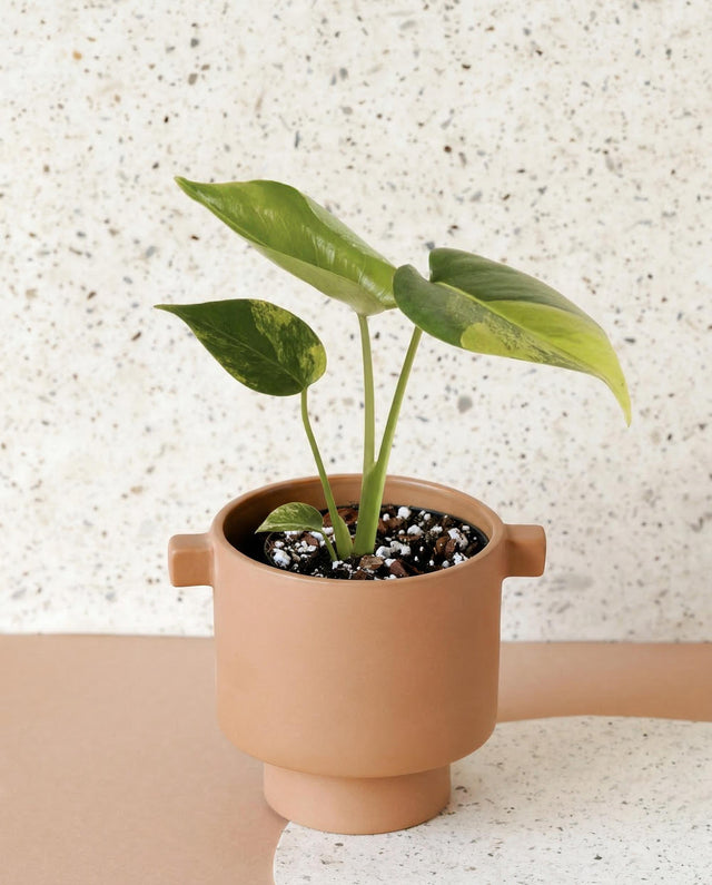 Monstera deliciosa 'Variegata Aurea' Baby