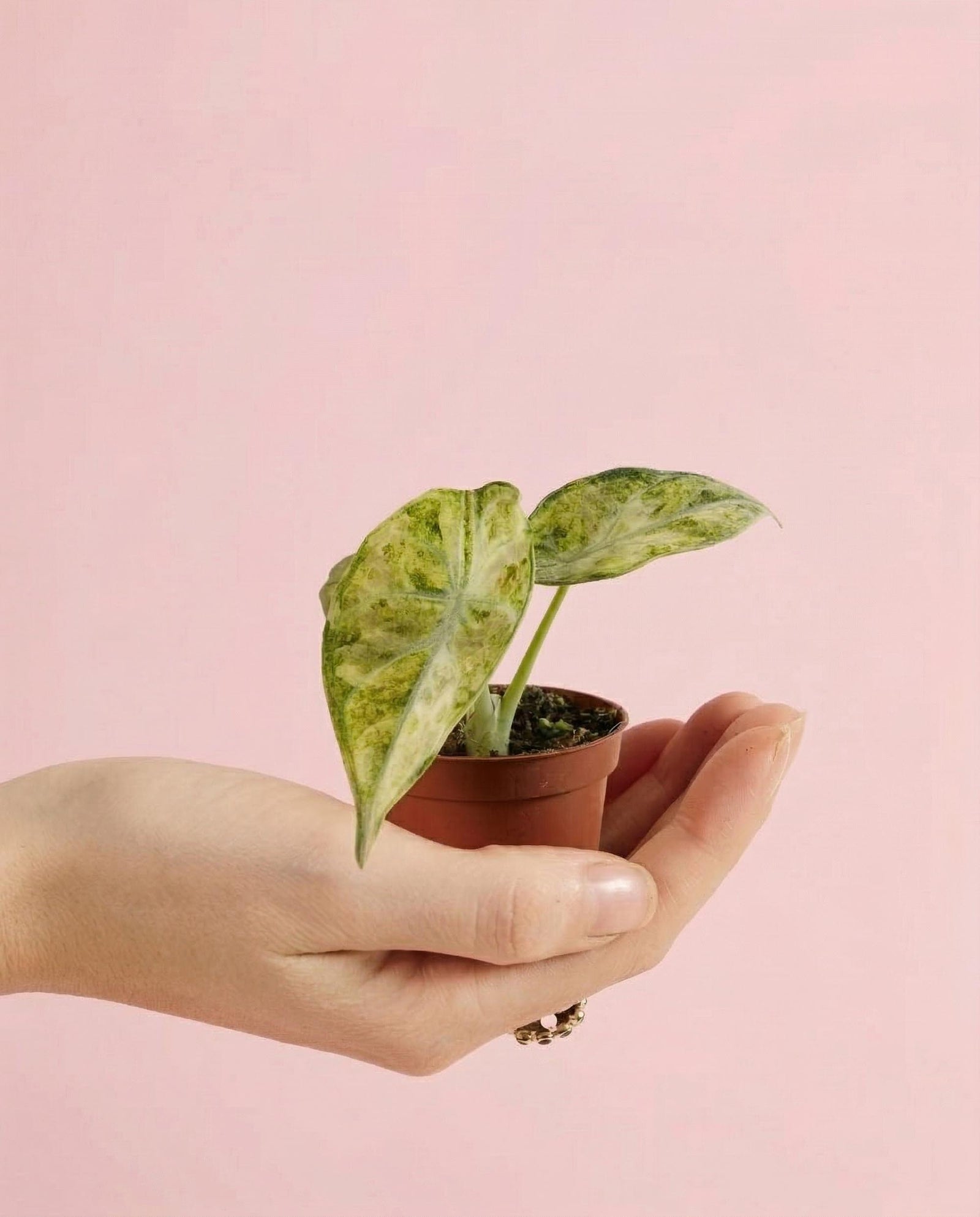 Hand holding a small Alocasia Ninja variegata tricolor Baby plant against a pink background