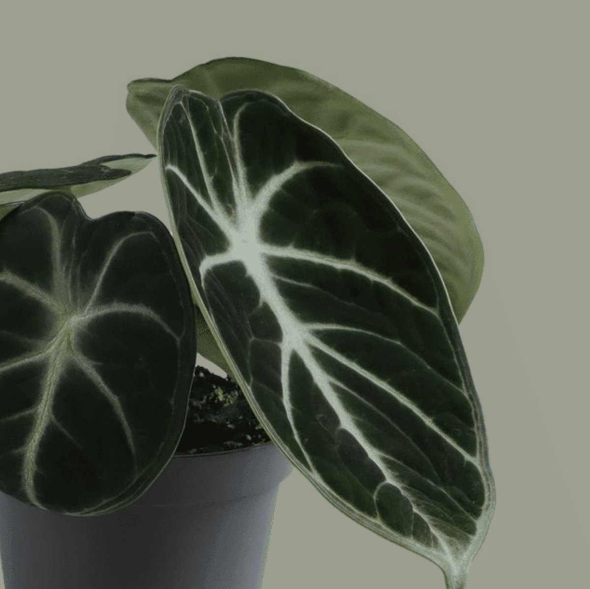 Alocasia Ninja Baby – Baby, Approx. 10.0cm height – 6.0cm Pot Default Title 1