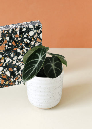alocasia ninja baby