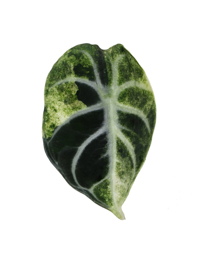Alocasia reginula 'Ninja' variegata Baby