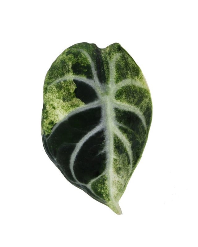 Alocasia reginula 'Ninja' variegata Baby