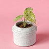 Potted Alocasia Ninja variegata tricolor Baby plant in a textured white pot on a pink background