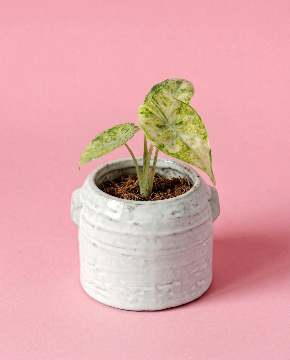 Potted Alocasia Ninja variegata tricolor Baby plant in a textured white pot on a pink background