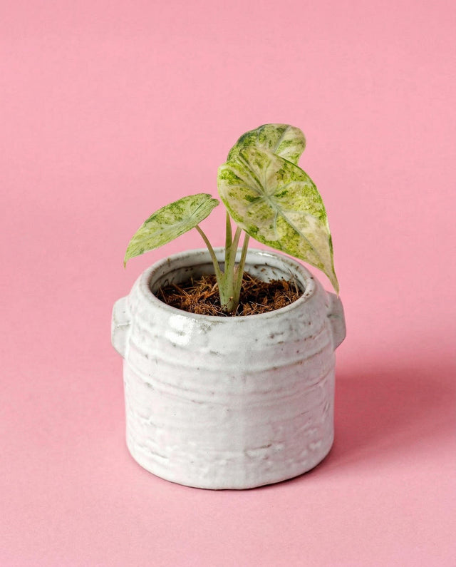 Potted Alocasia Ninja variegata tricolor Baby plant in a textured white pot on a pink background