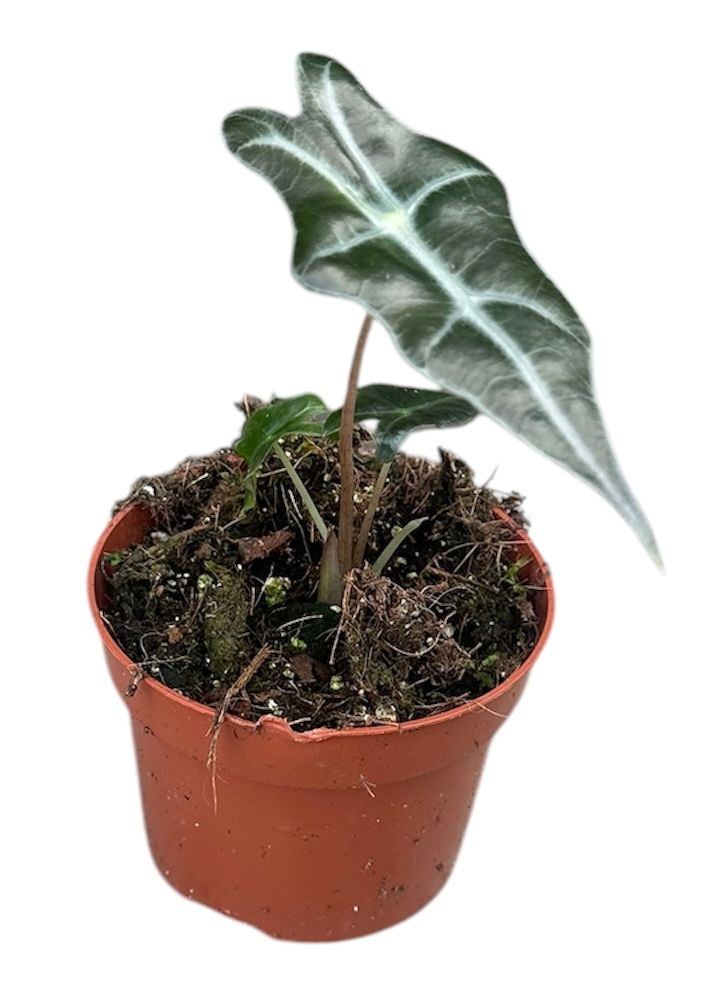Alocasia sanderiana 'Nobilis'