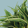 Chlorophytum comosum 'Ocean' Spider Plant Baby