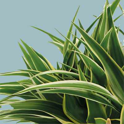 Chlorophytum comosum 'Ocean' Spider Plant Baby