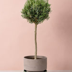 A topiary-style potted tree with dense green foliage and a slender light trunk, planted in a gray cylindrical pot resting on a round green saucer against a soft blush pink background.