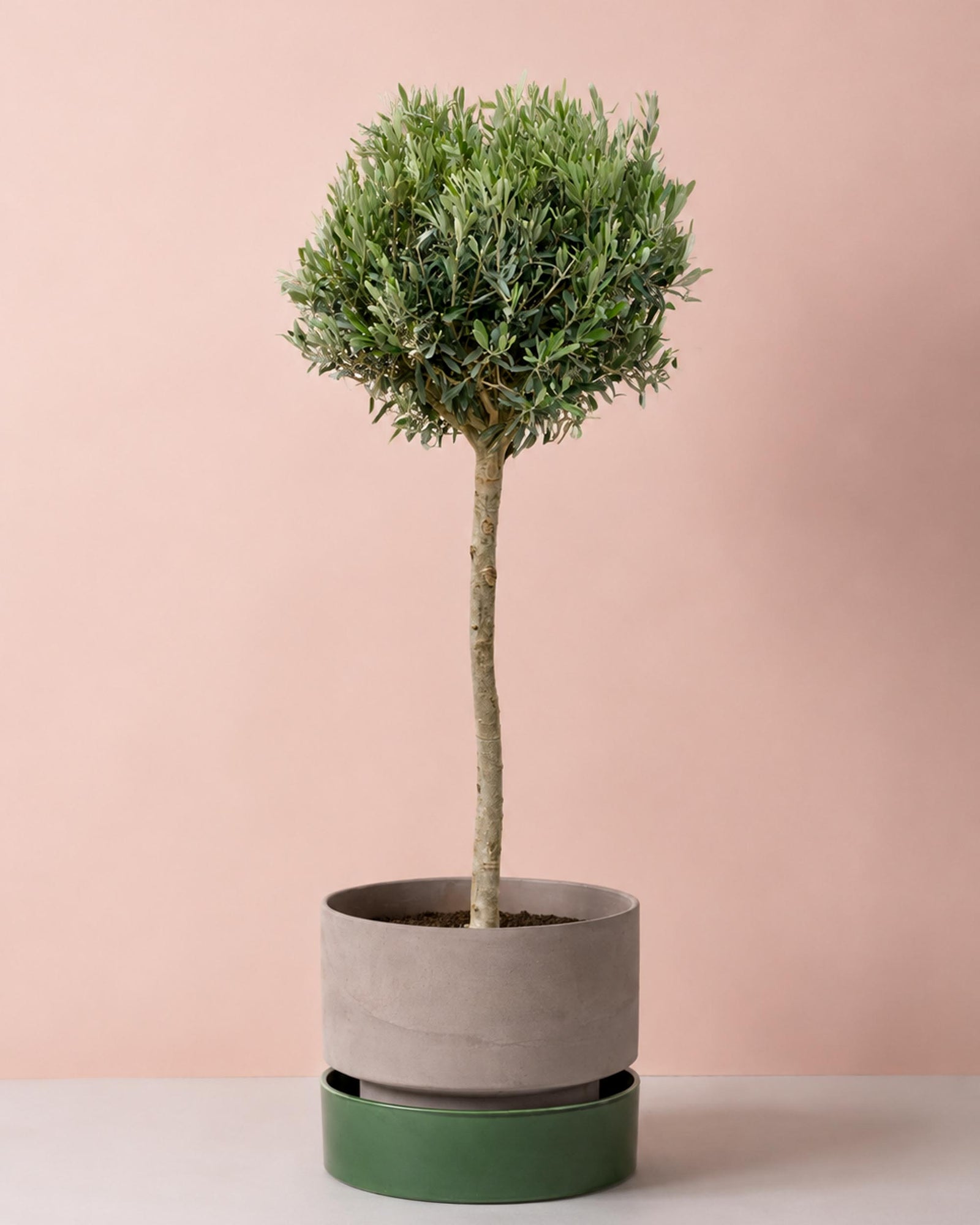 A topiary-style potted tree with dense green foliage and a slender light trunk, planted in a gray cylindrical pot resting on a round green saucer against a soft blush pink background.