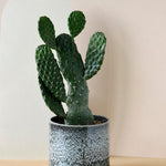 Healthy Opuntia Rubescens Consolea – Medium, Approx. 35.0cm height – 12.0cm Pot. A perfect opuntia rubescens consolea – medium, approx. 35.0cm height – 12.0cm pot for your indoor houseplant collection.