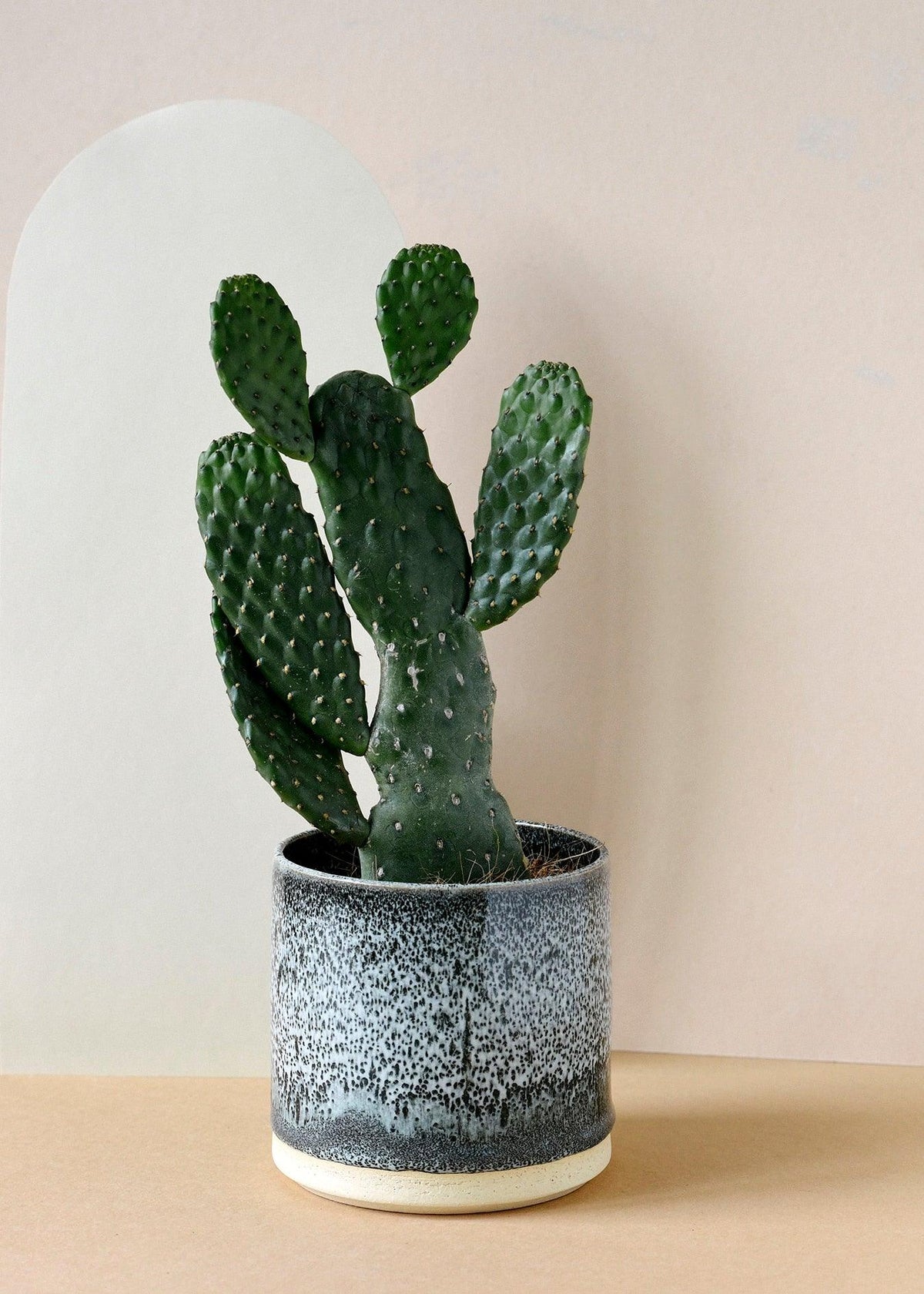 Healthy Opuntia Rubescens Consolea – Medium, Approx. 35.0cm height – 12.0cm Pot. A perfect opuntia rubescens consolea – medium, approx. 35.0cm height – 12.0cm pot for your indoor houseplant collection.