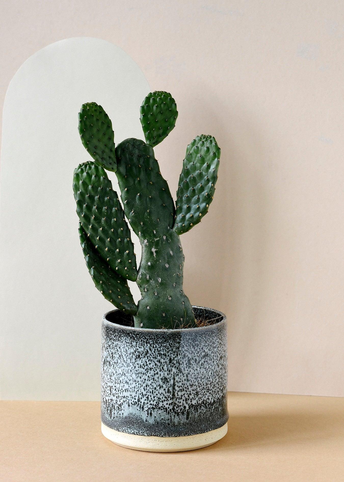 Healthy Opuntia Rubescens Consolea – Medium, Approx. 35.0cm height – 12.0cm Pot. A perfect opuntia rubescens consolea – medium, approx. 35.0cm height – 12.0cm pot for your indoor houseplant collection.