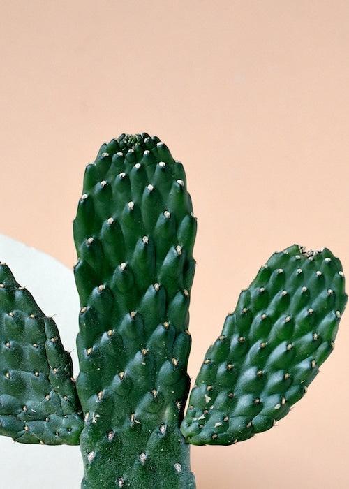 Healthy Opuntia Rubescens Consolea – Medium, Approx. 35.0cm height – 12.0cm Pot. A perfect opuntia rubescens consolea – medium, approx. 35.0cm height – 12.0cm pot for your indoor houseplant collection.