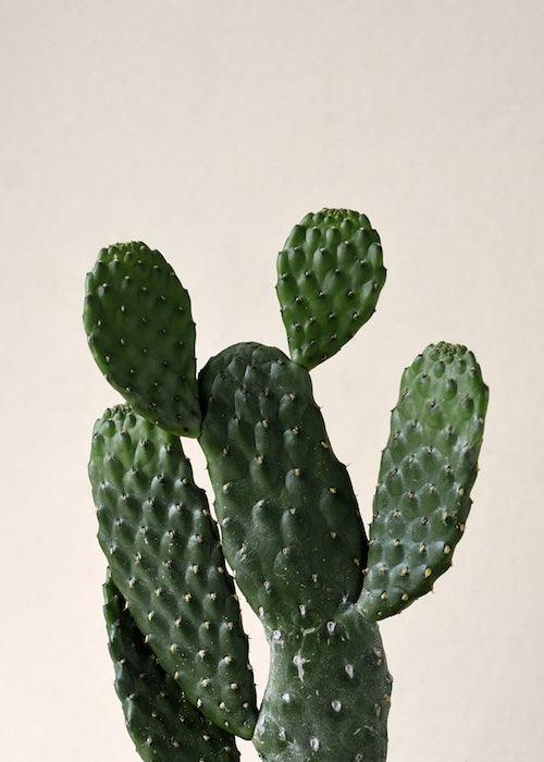 Healthy Opuntia Rubescens Consolea – Medium, Approx. 35.0cm height – 12.0cm Pot. A perfect opuntia rubescens consolea – medium, approx. 35.0cm height – 12.0cm pot for your indoor houseplant collection.