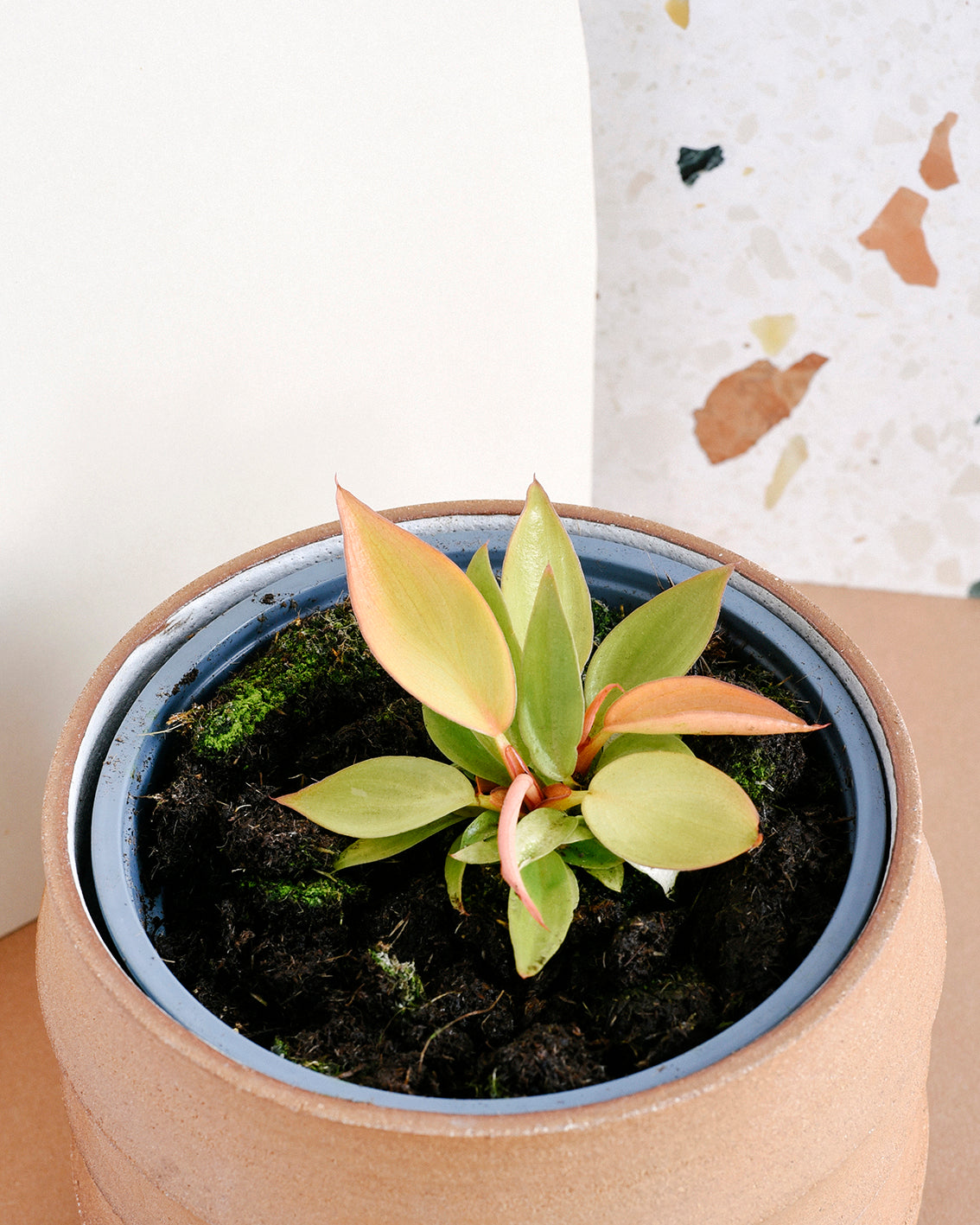 healthy bright baby prince of orange philodendron close-up