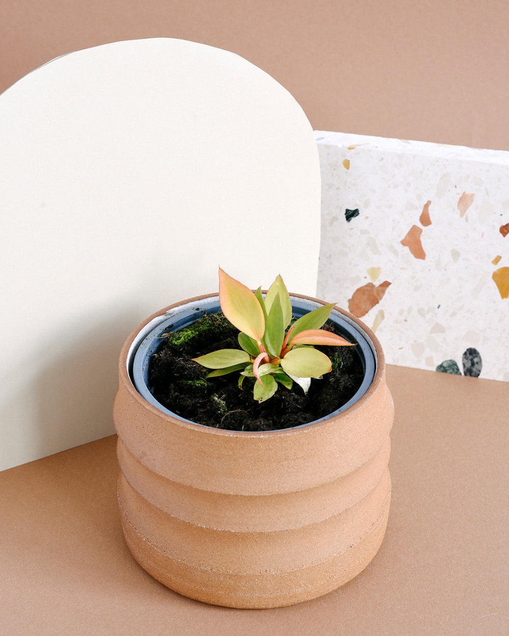 healthy prince of orange philodendron in a terracotta planter