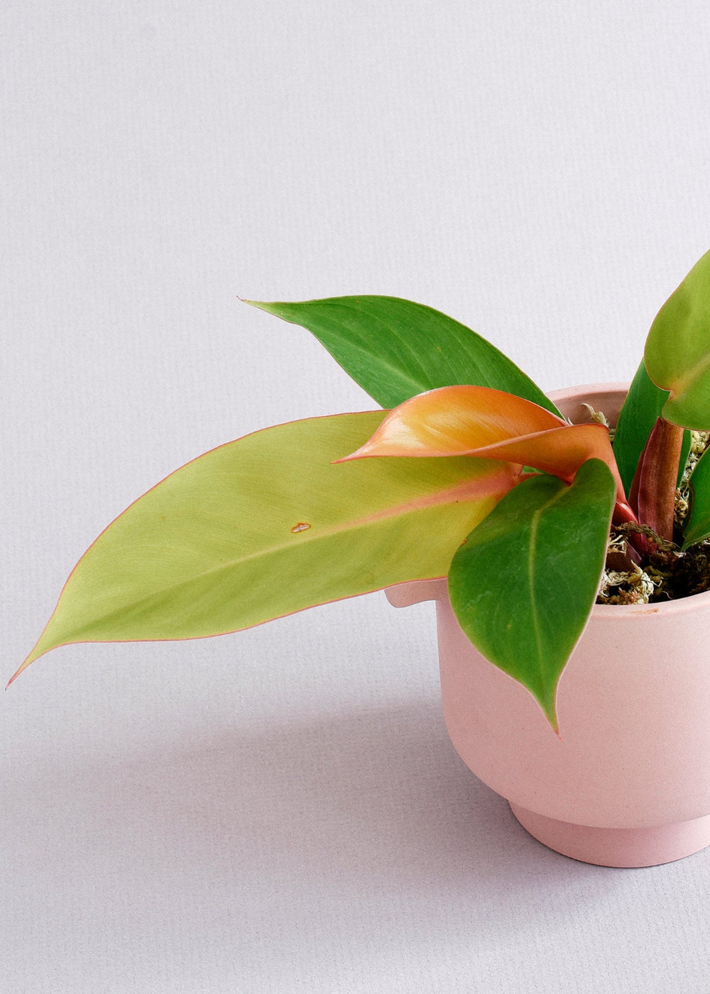 Philodendron ‘Prince of Orange’ medium plant in a 12cm terracotta pot with orange and chartreuse leaves on a white background.